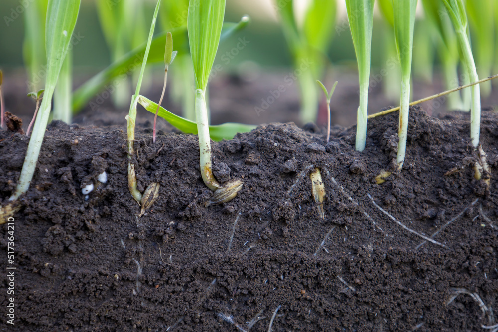 Wall mural Sprouted shoots of barley and wheat in soil with roots. Blurred background.