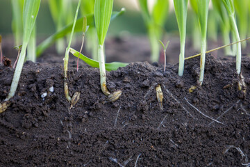 Sprouted shoots of barley and wheat in soil with roots. Blurred background.