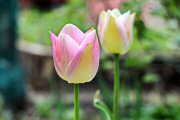 Fototapeta premium Beautiful blooming tulip flowers on background of green plants in the summer home garden. Odessa, Ukraine.