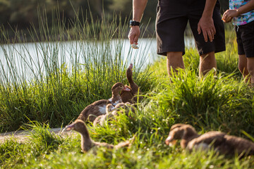 Father with daughter feeding ducks near lake. Family concept