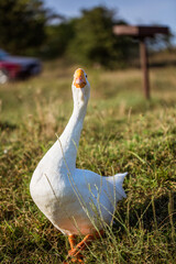 Fototapeta premium White goose walking near lake. Animal portrait close up.