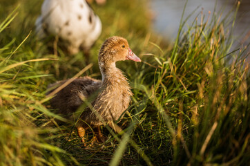 Ducks walking near lake. Animal portrait close up.