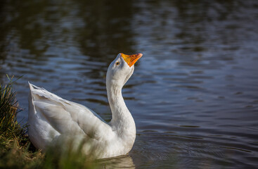 White goose swimming in the lake. Animal portrait close up.