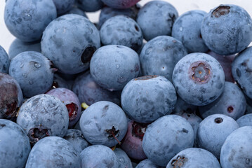 A lot of harvested blueberry fruits