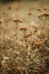 Dry flowers in the field backgrounds wallpaper nature photo