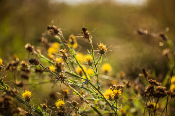 Wild flowers close up photo. Nature backgrounds.