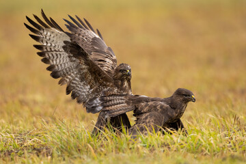 Two common buzzard, buteo buteo, fighting on field in autumn nature. Pair of birds of prey in battle on grassland in fall. Wild feathered animals in motion against each other.