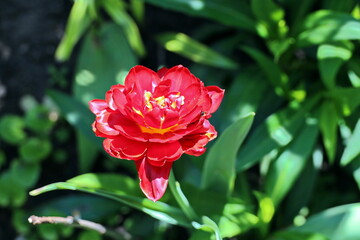Beautiful blooming tulip flowers on background of green plants in the summer home garden. Odessa, Ukraine.