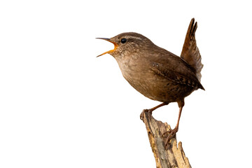 Eurasian wren, troglodytes troglodyte, singing on wood with space for text. Little brown bird with open beak isloated on white background. Small wild animal calling on tree cut out on blank. © WildMedia