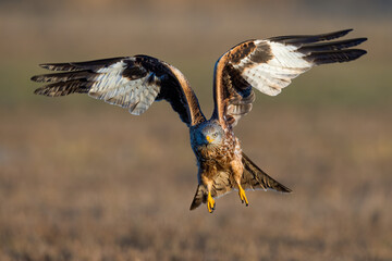 Red kite, milvus milvus, approaching in flight from front in summer. Brown and white bird of prey in the air in summertime. Wild feathered hunter with open wings.