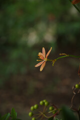 百合の花が咲く