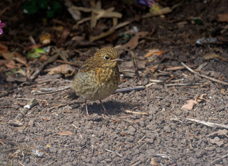 Robin on ground 