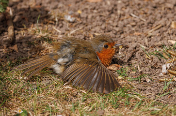 Robin on ground 