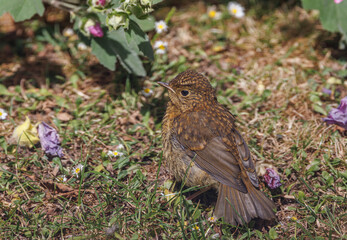 Young Robin