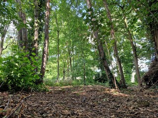 tropical forest in the morning