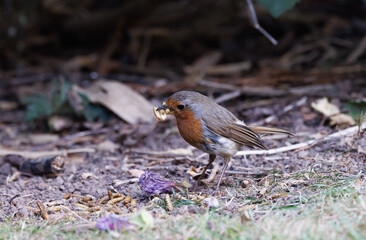 Robin Feeding 