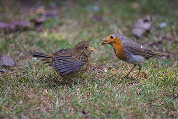 robin on the grass