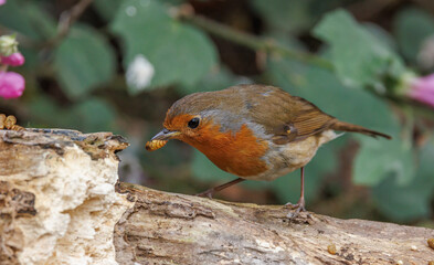 Robin