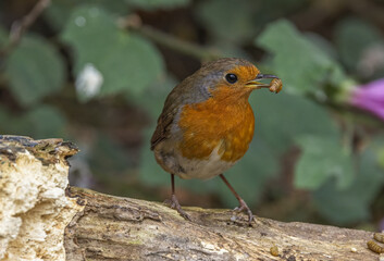 robin on a branch