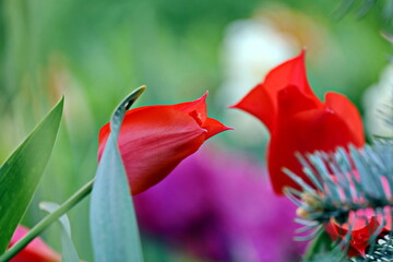 Beautiful blooming tulip flowers on background of green plants in the summer home garden. Odessa, Ukraine.