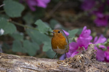 robin on a branch