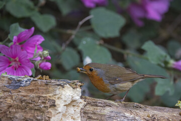 robin on a branch