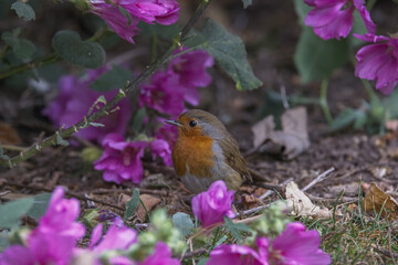 Birds