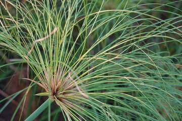 Naklejka na ściany i meble Close up Green Plant in the Park by the lake ,Egyptian Paper Plant, Egyptian Paper Reed, Egyptian Papyrus Water Plant