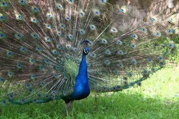 Obraz premium Peacock lives in a city park in Israel