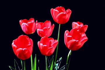 Natural blooming tulip flowers close-up view on an isolated background.