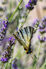 Padalirio su lavanda