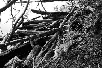Fototapeta premium fallen trees in water