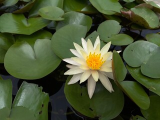 water lily in the pond