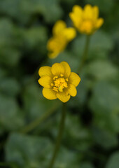 Lesser Celandine
