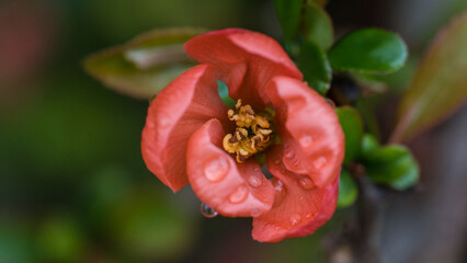 Quince Bush Blossom