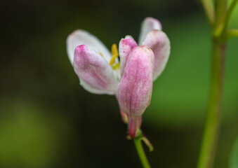 Tartarian Honeysuckle