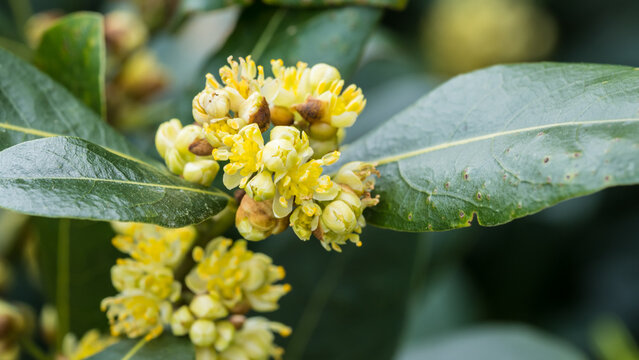 Bay Tree Blossom