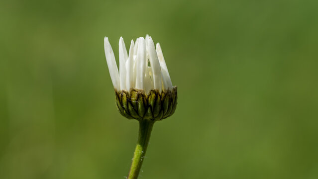 Oxeye Daisy Arrival
