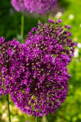 Fototapeta premium Close-up Flowering decorative garlic on a green background. MAcro.2022. Horizontal photo. Vertical photo.