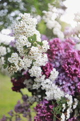 Flieder in einem Garten