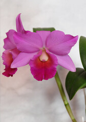 Orchid sophrolaeliocattleya with crimson-pink flowers on a marble light background, selective focus, vertical orientation.