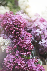 Flieder in einem Garten