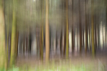 A young beech forest in ICM (Intentional Camera Movement)