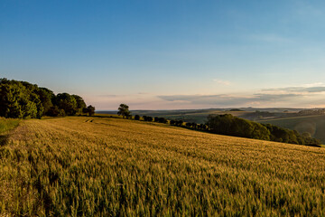 Obraz premium A Rural Sussex View on a Sunny Summer's Evening