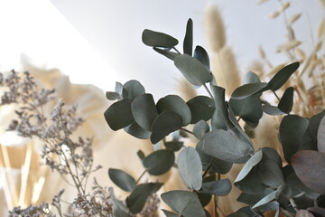 Fototapeta na wymiar dried eucalyptus leaves in the form of bouquets