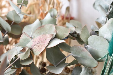 dried eucalyptus leaves in the form of bouquets © Santiago