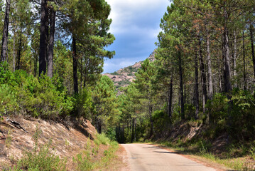 Fototapeta na wymiar The narrow road among the forests of the Col de de Siu Mountain Pass. Corse-du-Sud, Corsica, France