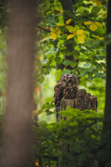 Tawny owl (Strix aluco) in green forest. Tawny owl sits on tree. Tawny owl and green background.