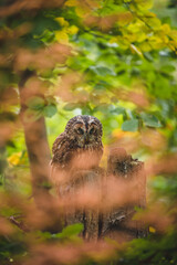 Sleeping tawny owl (Strix aluco) in green forest. Tawny owl sits on tree. Tawny owl and green background.