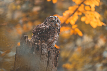 Tawny owl (Strix aluco) in green forest. Tawny owl sits on tree. Tawny owl and green background.